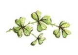 画像: SHAMROCK