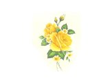 画像: YELLOW ROSES