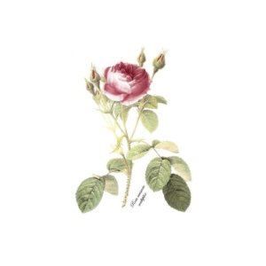 画像: SINGLE ROSE