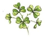 画像: SHAMROCK