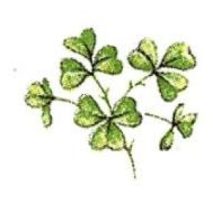 画像: SHAMROCK