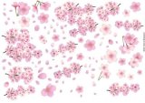 画像: Cherry Blossoms