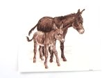 画像: DONKEYS