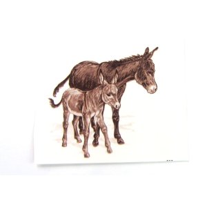 画像: DONKEYS