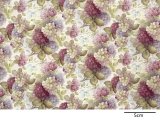 画像: HYDRANGEA CHINTZ（Ｌ）