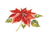 画像: POINSETTIA