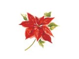 画像: POINSETTIA