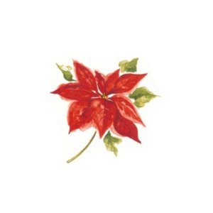 画像: POINSETTIA