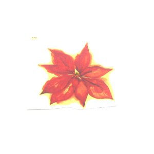 画像: POINSETTIA