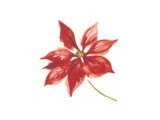 画像: POINSETTIA