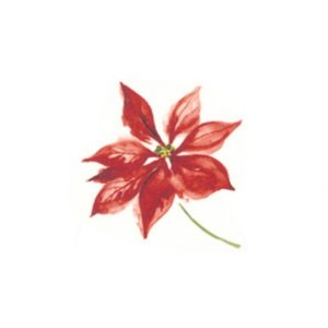 画像: POINSETTIA