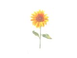 画像: SUNFLOWER【ガラス用】