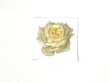 画像: WHITE ROSE