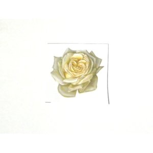 画像: WHITE ROSE