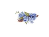 画像: BLUE　FORGET-ME-NOT