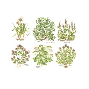 画像: HERBS