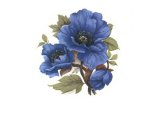 画像: BLUE POPPY