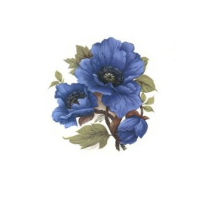 画像: BLUE POPPY