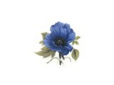 画像: BLUE POPPY