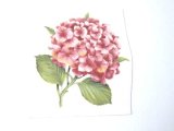 画像: HORTENSIA ROSA