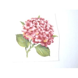 画像: HORTENSIA ROSA