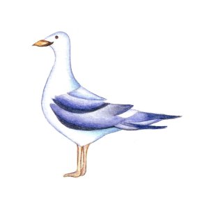 画像: SEAGULL