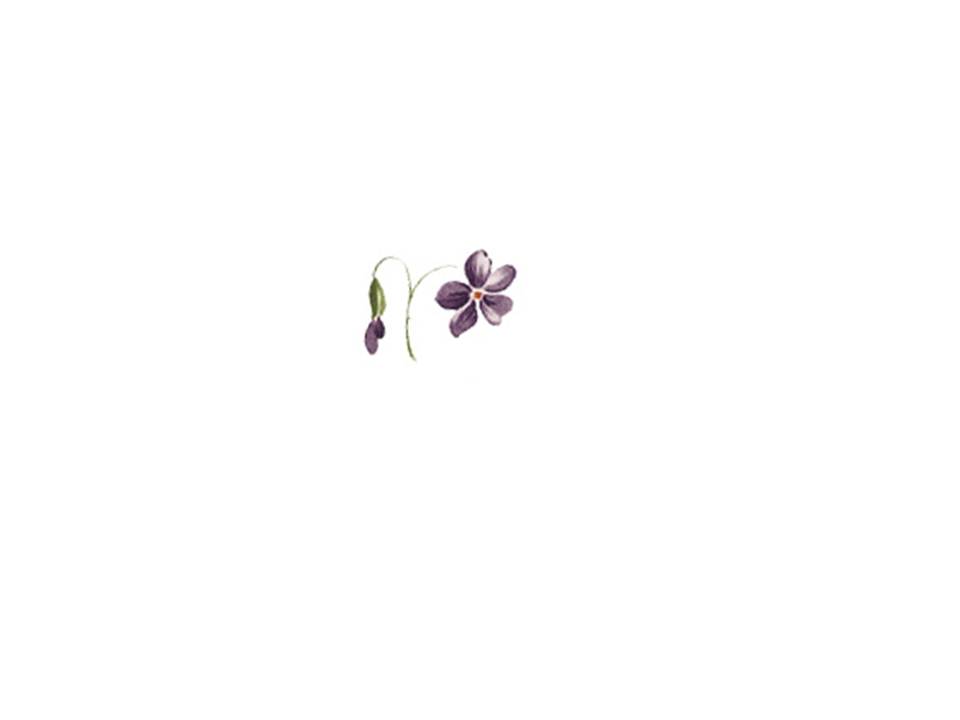 画像1: VIOLETS