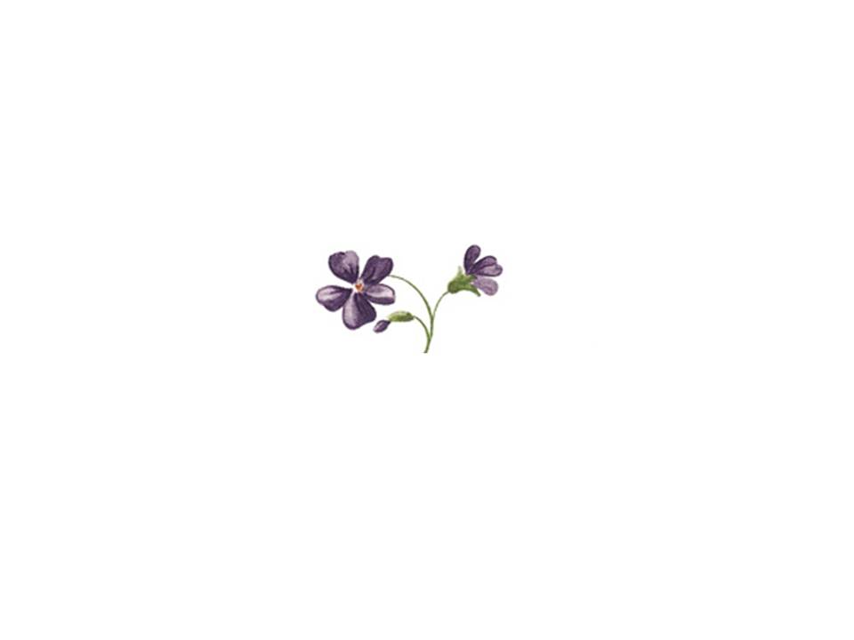 画像1: VIOLETS