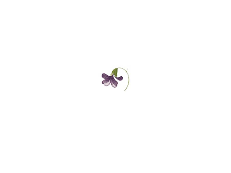 画像1: VIOLETS