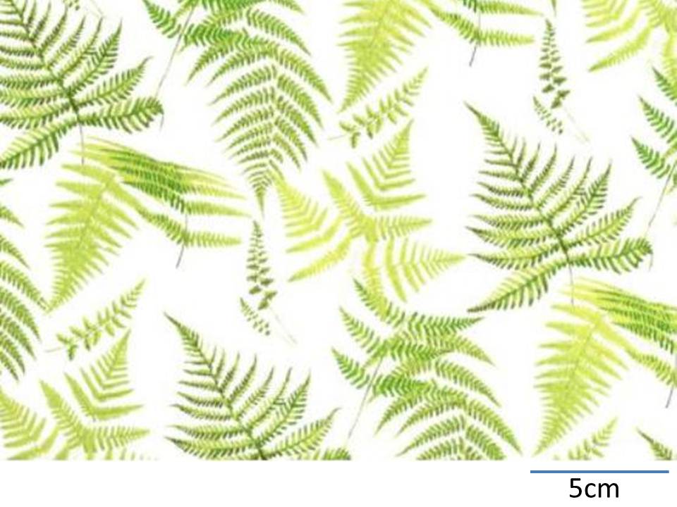 画像1: FERN CHINTZ WITH CLEAR  (Ａ４)