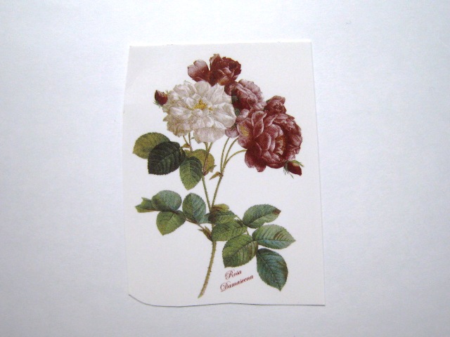 画像1: ROSA DAMASCENA